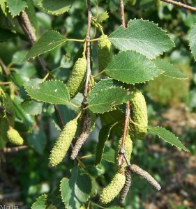 birch-leaves-leaf-buds-inner-bark