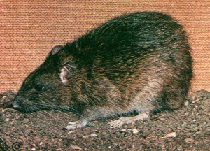 potkan