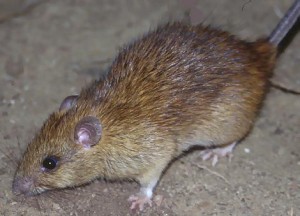 rats-paris