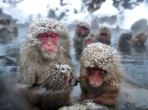 JAPAN-ANIMAL-MONKEY