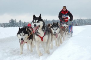 husky skola