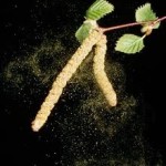 pollen1