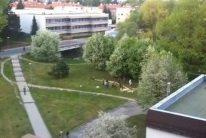 spilenie maja vo zvolene