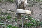 turecka (5)