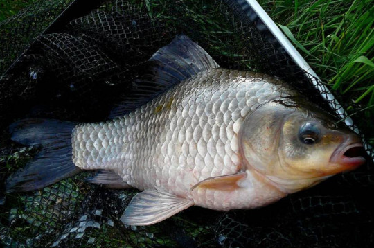 Karas striebristý, Foto: il. Autor: Stanislav Kroužel