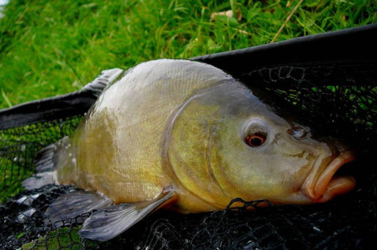 Lieň sliznatý, Foto: il. Autor: Stanislav Kroužel