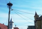salkova (1)