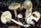 muchotravka zelena
