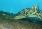 živé žraloky (8)