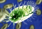 virus