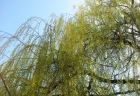 pocasie2 (13)