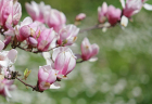 magnolia1