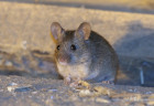Mus musculus