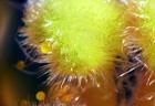 detail pelu (1)