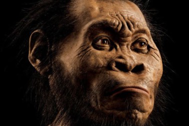 homo naledi1