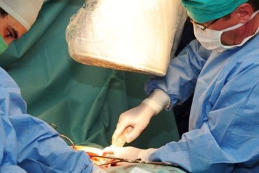 transplantacia4
