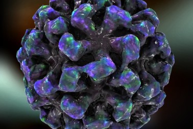 virus norwalk