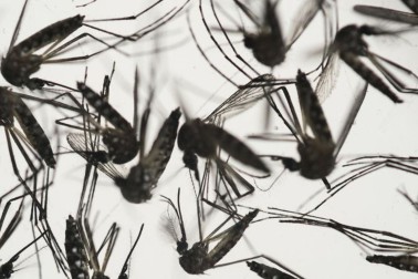 zika