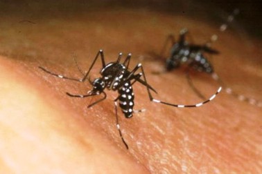 zika1