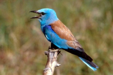 jar4