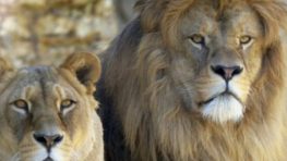 ZOO – preťažená Noemova archa v Tihányiovskom kaštieli