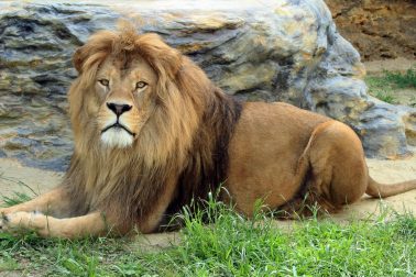zoo bojnice1