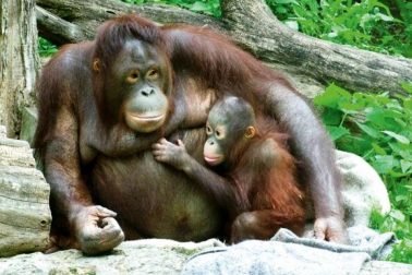 zoo bojnice2