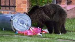 FOTO: V Liptovskej Kokave sa objavil ďalší medveď, ŠOP SR sa vracia k prípadu zastrelenej medvedice