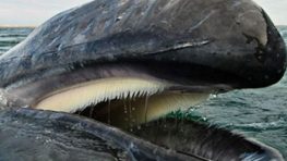 Na Slovensko a do Europy zavíta po prvýkrát impozantná výstava Obri oceánov