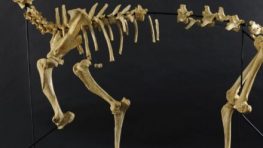 Digitalizačné centrum Múzea SNP na 3D tlačiarňach skompletizovalo kostru leva jaskynného