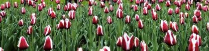 tulipany3
