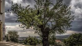 Európskym stromom roka 2019 je maďarský mandľovník, naša lipa z Kopčian ôsma