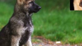 FOTO: Zrodila sa nová policajná hviezda Xaro – bystrický „komisár Rex“
