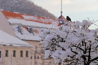 banska bystrica1