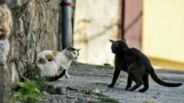 Nechcené mačiatka sa odkladajú v okolí Banskej Bystrice…