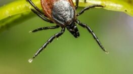 Začala sezóna najväčšieho šírenia kliešťa obyčajného na našom území