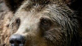 Ďalší útok medveďa na Podpoľaní s vážnymi následkami pre turistu, starostovia sa búria