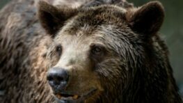 Ďalší útok medveďa na Podpoľaní s vážnymi následkami pre turistu, starostovia sa búria