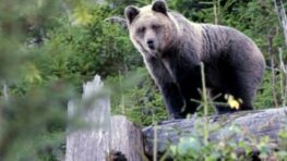 Lesy SR: V poľovnom revíri Poľana sa nelegálne vnadiská nenachádzajú, potvrdila to enviropolícia