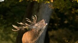 V slovenských lesoch práve vrcholí jelenia ruja