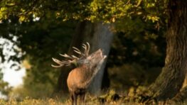 V slovenských lesoch práve vrcholí jelenia ruja