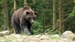 Výstraha štátnych ochranárov k vyššej obozretnosti v súvislosti s nedávnym útokom medveďa na človeka