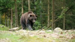 Výstraha štátnych ochranárov k vyššej obozretnosti v súvislosti s nedávnym útokom medveďa na človeka