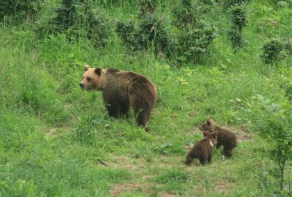 Medvedica s mláďatami na Poľane