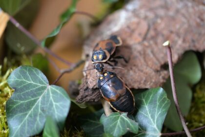 Šváby Lucihormetica verrucosa