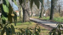 Mesto pod Urpínom požiadalo ministerstvo kultúry o dotáciu na podporu ozdravenia 185 kusov drevín v mestskom parku