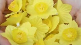 Vo štvrtok 18. apríla 2024 sa na celom Slovensku koná 28. ročník tradičnej verejnej zbierky Žltý narcis