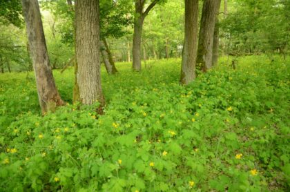 Obr. 2: V dôsledku obohacovania lesného prostredia dusíkom sa rozširuje len niekoľko druhov rastlín, ktoré vytláčajú ostatné druhy a spôsobujú tak pokles biodiverzity lesov. Na fotografii lastovičník väčší, na živiny a dusík náročná rastlina, ktorá získala absolútnu prevahu v druhovom zložení dubového lesa na južnom Slovensku. ©František Máliš