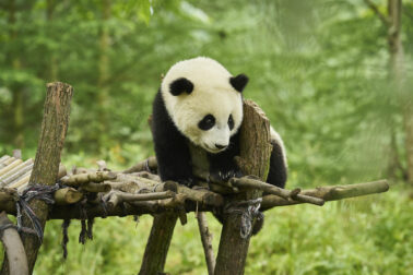 panda_01