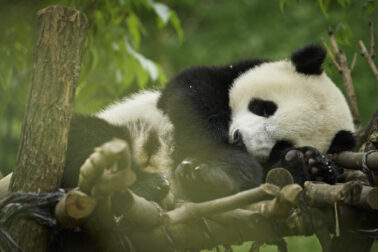 panda_03